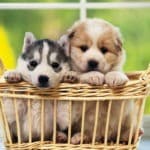 Life Pets – Petshop WordPress Theme