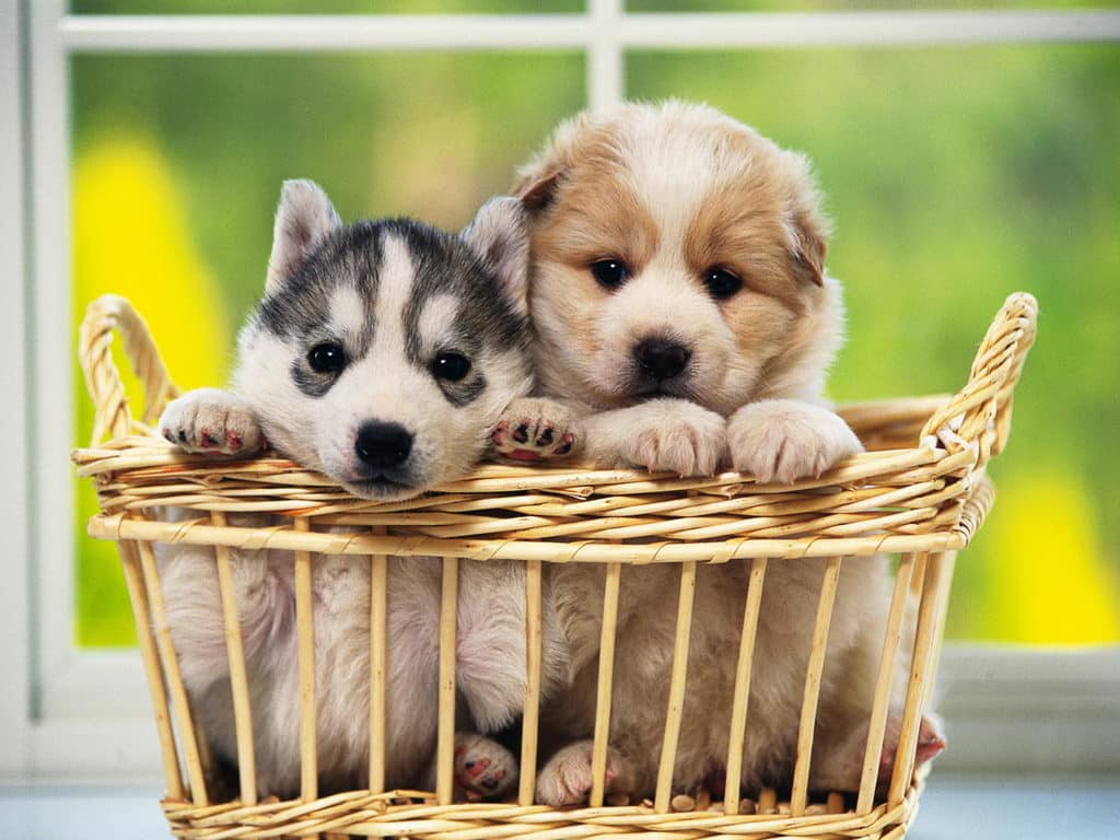 Baby Dogs